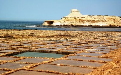 Survivors – Survival Is Not Enough