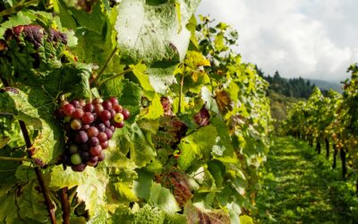 Everyone loves a good story